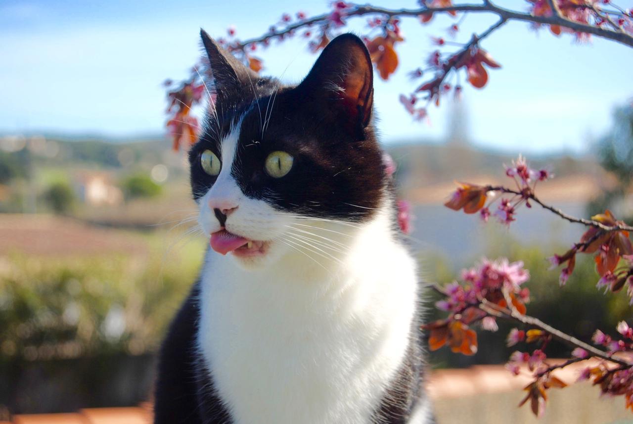 Le Mas Marguerite Arles Esterno foto